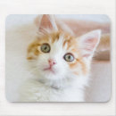 Search for adopt a cat mousepads Kitten