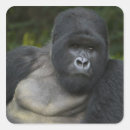 Search for silverback gorilla stickers Africa