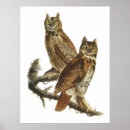 Search for vintage owl illustration art Audubon