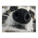 Search for raccoon calendars Cute