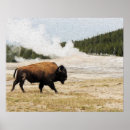 Recherche de bison posters Pittoresque
