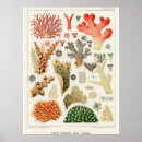 Search for coral reef posters Fish