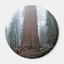 Search for sherman magnets Sequoia