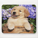 Search for golden pup electronics Puppies