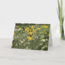 Search for common daisy Flower