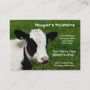 Search for holstein Heifer
