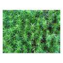 Search for juniper posters Green
