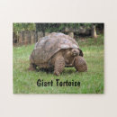 Search for tortoise puzzles Galapagos