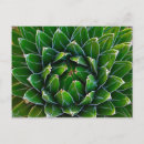 Recherche de agaves cartes postales Fleur