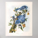 Search for john jay posters John james audubon