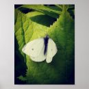 Recherche de papillon blanc posters Pour eux
