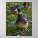Recherche de canard drôle posters Collier