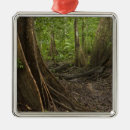 Recherche de forêt tropicale ornements Arbre