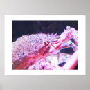 Search for spider posters Animals