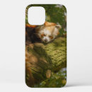 Search for panda cases Tree