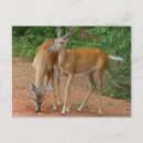 Search for deer buck postcards Hunting