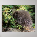 Search for hedgehog posters Leaf