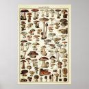 Search for champignons posters Botanical
