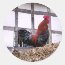 Search for cockerel stickers Fowl