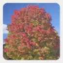 Search for maple tree stickers Massachusetts