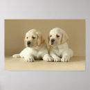 Recherche de chien endormi posters Labrador retriever