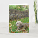 Recherche de shihtzu vœux cartes Animaux