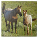 Recherche de poulain cheval carreaux Ferme