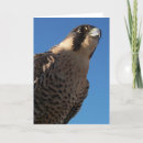 Search for peregrine cards Hawk