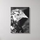 Search for ancona Hen