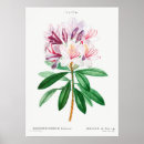 Search for flower illustration posters Floral