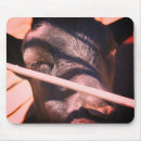 Search for black bull mousepads Cow