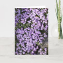 Search for springtime cards Purple