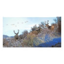 Recherche de cerf virginie posters Whitetail