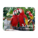 Search for macaws magnets Scarlet macaw