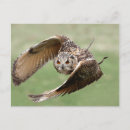 Search for eagle in flight postcards Bird
