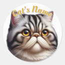 Search for persian kittens stickers Tabby