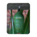Search for chrysalis Caterpillar
