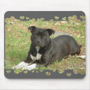 Search for staffies mousepads Staffordshire