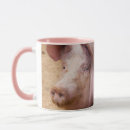 Recherche de producteurs tasses Cochon