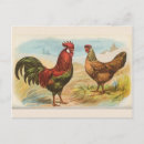 Recherche de leghorn cartes postales Poule