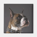 Search for boxer dog magnets Nature