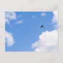 Search for soaring postcards Blue