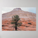 Search for zion national park posters Photography