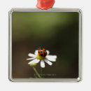 Search for ladybird ornaments Outdoors