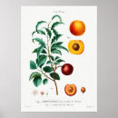 Search for vintage peach illustration posters Botanical