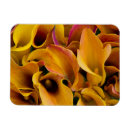Search for calla lily magnets Colourful