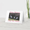 Search for cranes christmas cards Birds