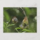 Search for cedars postcards Bombycilla cedrorum