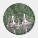 Search for cygnet magnets White