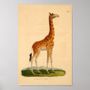 Recherche de vintage giraffe art Animal